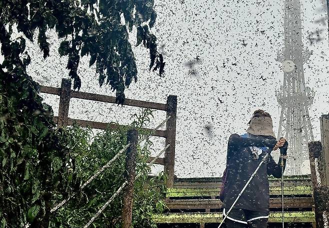 ▲ 29일 인천 계양구 계양산 정상에서 러브버그(붉은등우단털파리) 무리가 등산로와 등산객들에게 들러붙으며 불쾌감을 주고있다. /이호윤 기자 256@incheonilbo.com