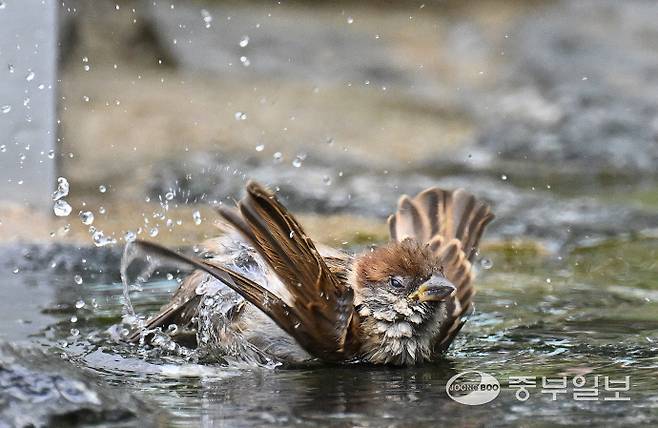 전국적으로 낮기온이 30도를 넘으며 불볕더위가 찾아온 30일 오후 수원시 올림픽공원에서 참새가 시원한 물로 목욕을 하며 더위를 식히고 있다. 김경민기자