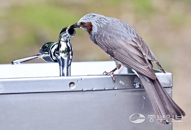 전국적으로 낮기온이 30도를 넘으며 불볕더위가 찾아온 30일 오후 수원시 올림픽공원에서 직박구리가 음수대 수도꼭지에 맺힌 물을 마시며 더위를 식히고 있다. 김경민기자
