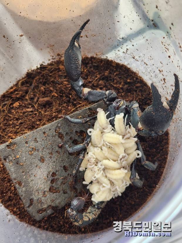 얼마 전 낳은 새끼들을 등에 품고 양육 중인 애완전갈 '아시안 포레스트'모습(사진=황지환 인턴기자)