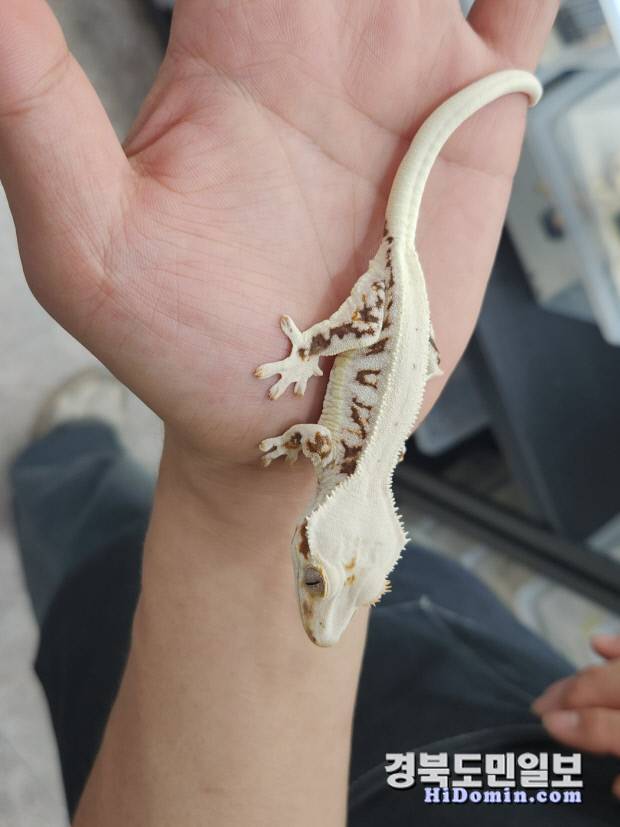 최근 전국적인 인기를 끌고 있는 크레스티드 게코(속눈썹 도마뱀)의 모습.(사진=황지환 인턴기자)
