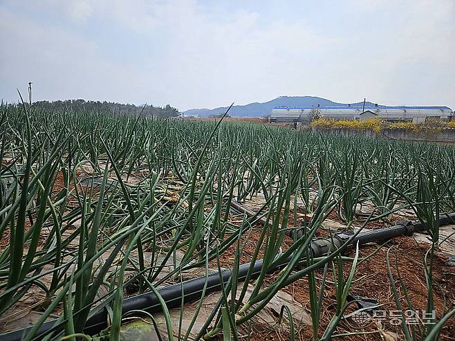 3일 방문한 무안군 해제면 한 양파밭에서 양파들이 자라고 있다.