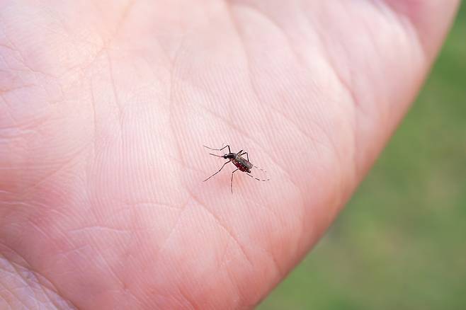모기는 사람을 물 때 질병을 옮겨 매년 전 세계적으로 백만 명이 넘는 생명을 앗아가는 무서운 벌레다. 이런 모기를 퇴치하는 데 도움이 되는 방법들이 있다. [사진=게티이미지뱅크]