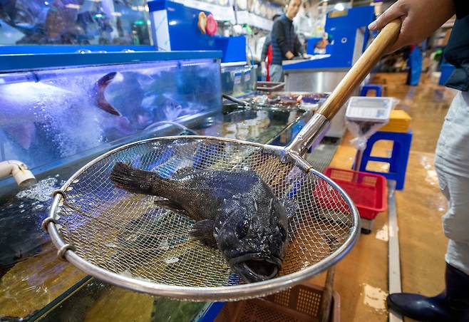 2024년 11월 서울 동작구 노량진수산시장에서 우럭을 뜰채로 건져낸 모습. /김지호 기자