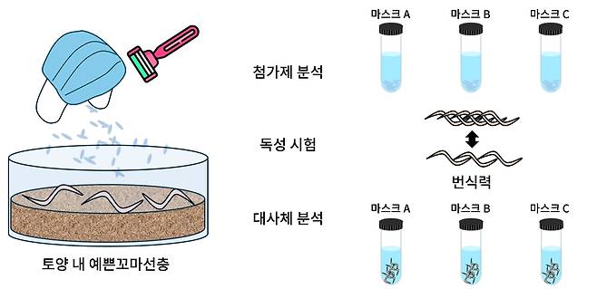 연구팀은 일회용 마스크에서 발생하는 미세플라스틱이 예쁜꼬마선충에게 번식력 저하를 유발하며, 그 원인 물질이 미세플라스틱에서 유출되는 첨가제임을 밝혀냈다./GIST