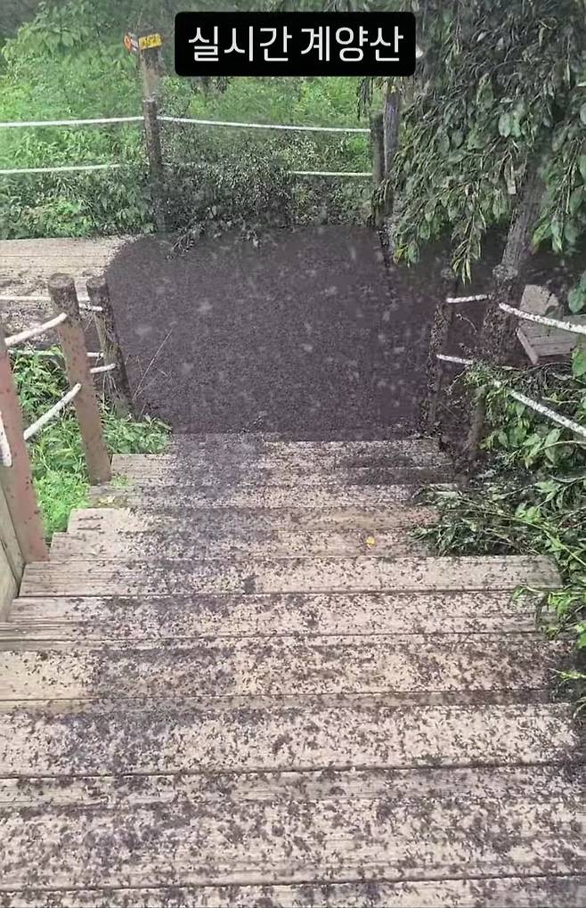 28일 인천 계양산에 나타난 러브버그 모습. 인스타그램 kimlark34 캡처