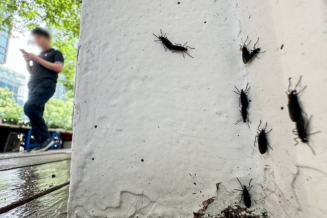 서울 도심에 출몰한 일명 ‘러브버그’ 붉은등우단털파리의 모습. 뉴스1