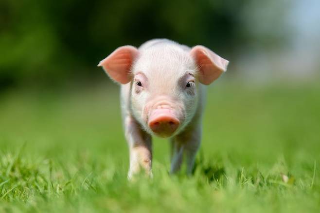 돼지 신장 조직을 이식한 인체에서 일어나는 면역거부반응이 지도화됐다. 게티이미지뱅크 제공.