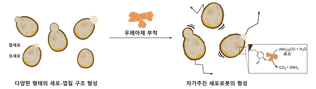 다양한 형태의 세포-껍질 구조체로부터 자가추진 세포로봇이 형성되는 도식. KAIST 제공