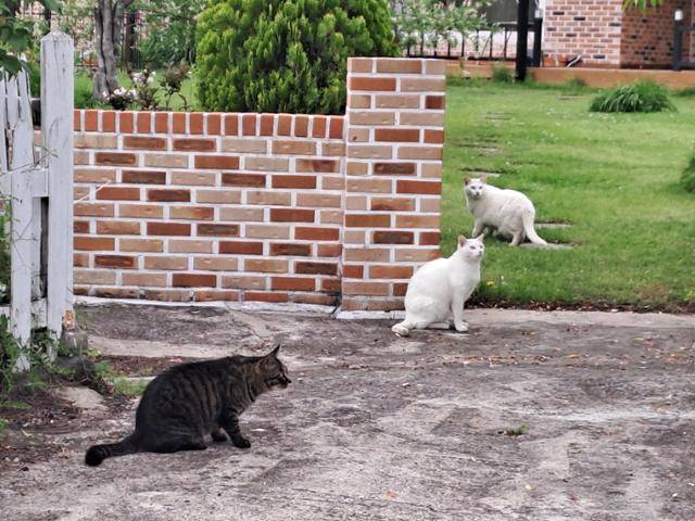 경기도 내 길고양이들. 경기도 제공