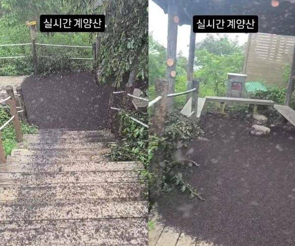 러브버그의 개체수가 늘어난 가운데, 계양산 일대가 러브버그로 뒤덮인 모습이 공개돼 충격을 주고 있다./사진=SNS