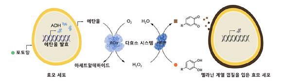 KAIST 연구팀이 자율적으로 움직이는 세포로봇을 개발했다. [사진=KAIST]