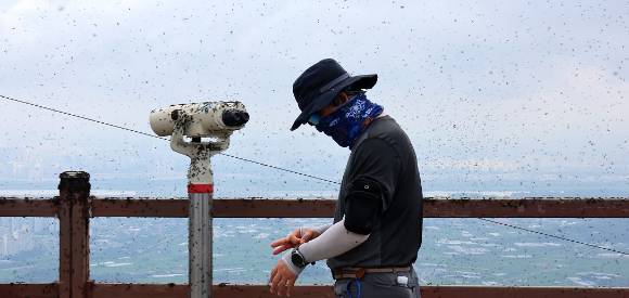 30일 오전 인천 계양구 계양산 정상이 러브버그(붉은등우단털파리)들로 뒤덮여 등산객들이 불편을 겪고 있다. 2025.6.30 [사진=연합뉴스]