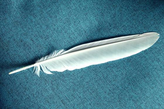 날 수 있는 새의 날개깃은 비대칭 구조이지만, 날 수 없는 새의 깃털은 대칭구조를 이룬다.