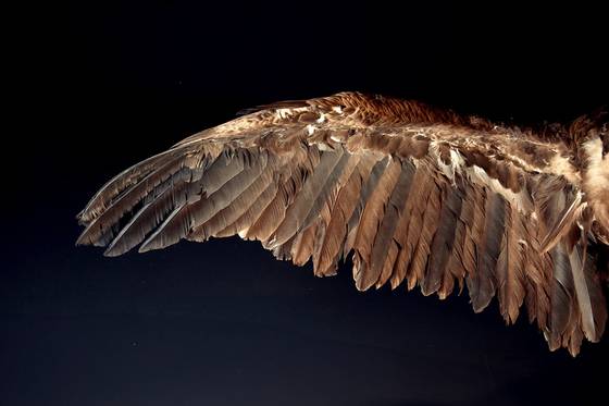 날 수 있는 새의 날개에는 비대칭형 깃털이 촘촘히 박혀있다. 이러한 형태의 깃털은 맞바람을 견딜 때 유리하다. 사진은 독수리의 날개.
