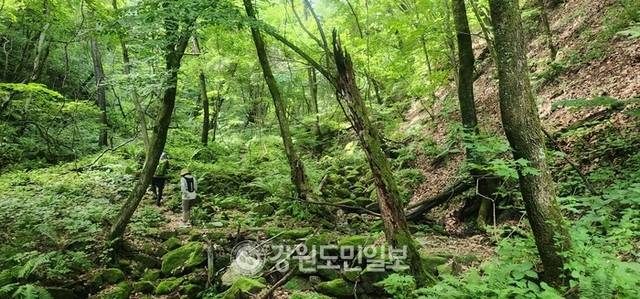 ▲ 여름의 한복판인 30일 지역 주민들이 인제 박달고치 숲길 이끼계곡의 시원한 그늘 아래를 걸으며 무더위를 이기고 있다. 인제 박달고치는 인제대교 일대 소양호와 인제시가지, 원통 시가지가 한눈에 조망된다. 이곳은 지역 주민들의 사랑을 받고 있는 숨은 명소다. 이동명 기자