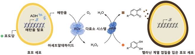 세포대사 연계형 자율적 SCNE 방법론을 보여주는 모식도. AOx와 HRP로 구성된 다효소 시스템을 도입하여 효모의 물질대사와 멜라닌 계열의 껍질 형성반응을 이어주었다. AOx는 효모가 물질대사를 통해 생성한 에탄올을 사용하여 과산화수소를 형성하고, 이를 HRP가 사용하여 멜라닌 계열 껍질 형성반응을 가속화하는 원리다. KAIST