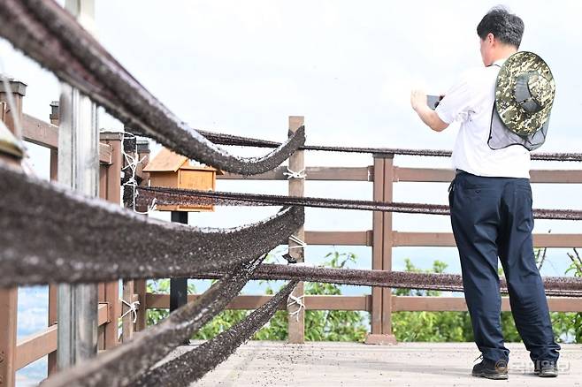 계양구청 관계자가 끈끈이 롤 트랩의 사진을 찍고 있다.