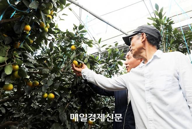 30일 서귀포시 남원읍 위미리의 한 하우스 감귤 재배 현장에서 고우일 농협 제주본부장(왼쪽)과 농민 고성진씨가 수확을 앞둔 감귤을 살펴보고 있다. 사진=고경호 기자