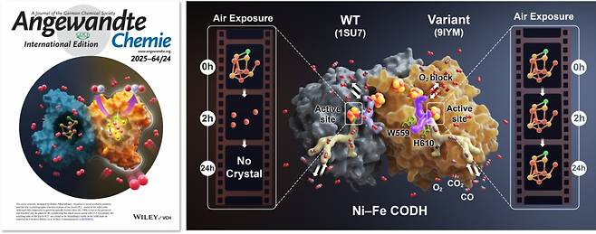 김석민 가톨릭대 교수의 논문이 게재된 'Angewandte Chemie International Edition' 표지(왼쪽 사진)와 연구자료 이미지./사진제공=가톨릭대