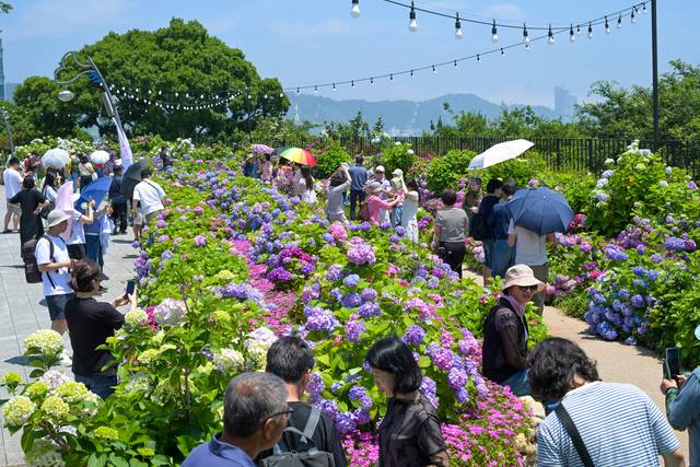 울산 남구 장생포 고래문화마을에서 열린 수국페스터벌을 찾은 방문객들이 활짝 핀 수국을 둘러보고 있다. 울산 남구청 제공