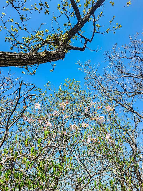 하늘을 배경으로 피고있는 철쭉.