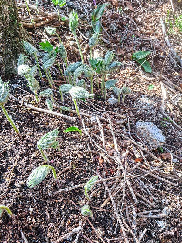 땅을 뚫고 올라오는 게발딱주 나물. 게의 발처럼 생겼다.