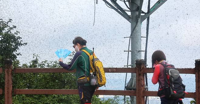 30일 인천 계양구 계양산을 찾은 등산객들이 날아다니는 러브버그로 불편을 겪고 있다. 인천=연합뉴스