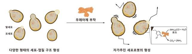 세포로봇의 구동 원리 [KAIST 제공. 재판매 및 DB 금지]