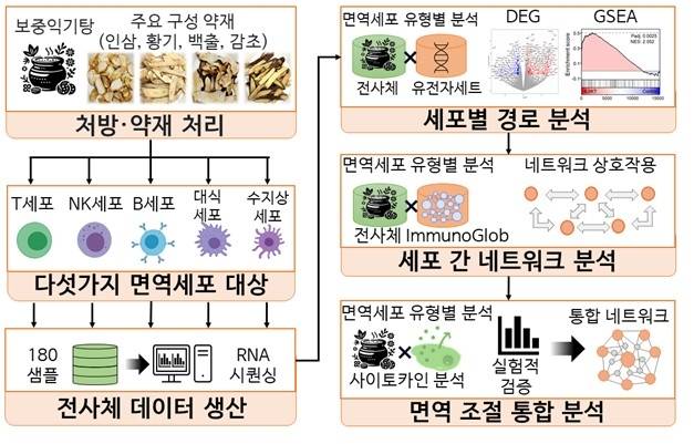 보중익기탕의 면역 경로 촉진 효과  [한국한의학연구원 제공. 재판매 및 DB 금지]