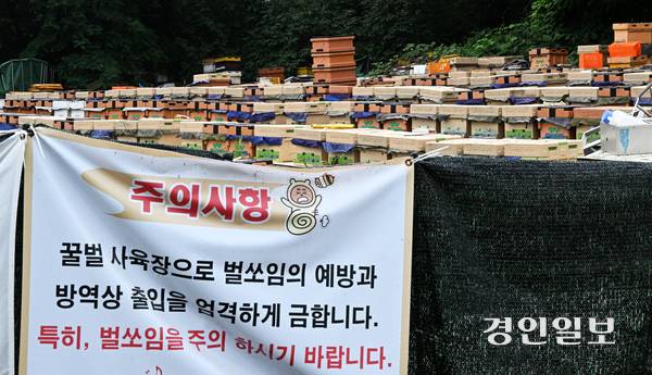 천연벌꿀 농가들은 천연벌꿀을 보호하기 위해 소비자가 사양벌꿀의 실체를 명확히 이해할 수 있는 표기 방식이 필요하다고 주장한다. 사진은 수원에 위치한 한 양봉장의 모습. 2025.6.26 /임열수기자 pplys@kyeongin.com