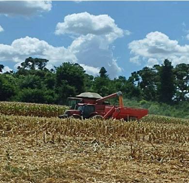 누보가 브라질 파라나주에 위치한 한 농장에서 자사의 코팅비료를 활용해 옥수수를 수확하고 있다.(사진=누보)