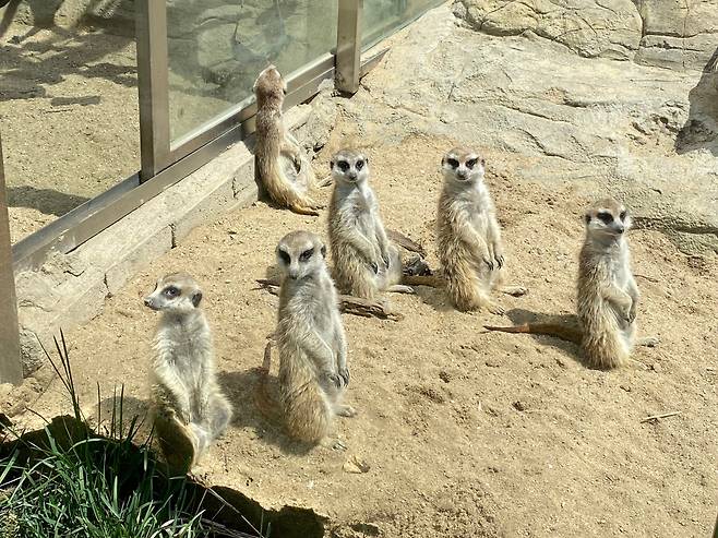 미어캣. /서울시