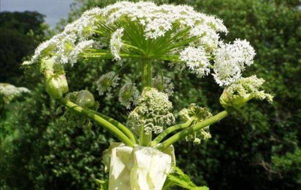 꽃 피운 큰멧돼지풀. ⓒ미국 CBS 방송 갈무리