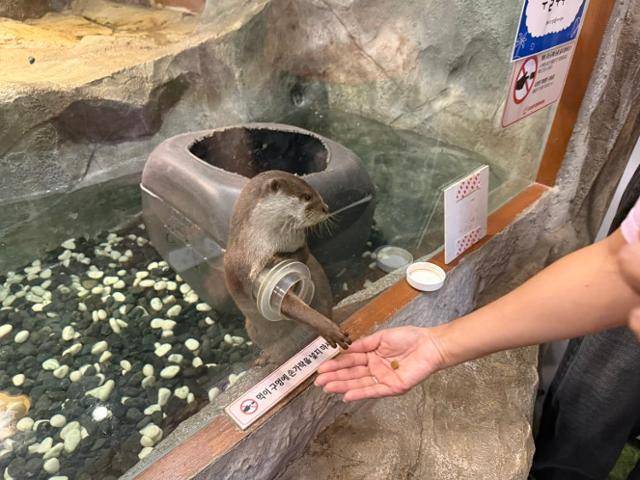 지난달 동물복지문제연구소 '어웨어'가 실태를 확인한 한 체험동물원의 모습. 수달이 관람객으로 먹이를 받아먹기 위해 앞발을 뻗어 먹이를 구걸하고 있다. 사육사 관리 하에 이뤄지는 먹이주기 체험도 관람객이 먹이를 구매할 때마다 운영되고 있었다.
