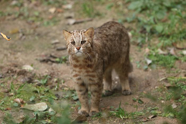 삵은 고양이에 비해 귀가 둥글며 얼굴 쪽 줄무늬, 굵은 꼬리, 귀 뒤편에 하얀 반점 등으로 구분할 수 있다. 국립생태원 제공삵은 고양이에 비해 귀가 둥글며 얼굴 쪽 줄무늬, 굵은 꼬리, 귀 뒤편에 하얀 반점 등으로 구분할 수 있다. 국립생태원 제공
