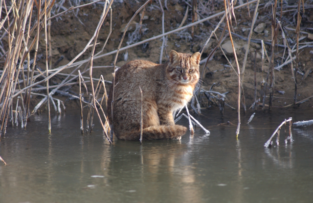 삵은 개울이나 하천 등에서 사냥하며 수영으로 물을 건너기도 한다. 국립생물자원관 제공