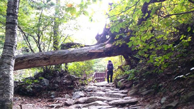 ▲ 설악산 수렴동·구곡담 계곡의 쓰러진 나뭇등걸, ‘고개를 숙이면 부딪치지 않습니다’라는 글귀가 쓰여 있다.