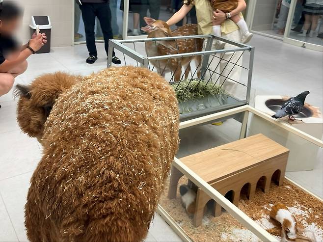 알파카, 꽃사슴, 기니피그 등이 한 공간에 합사돼 있다. 동물복지문제연구소 어웨어 제공