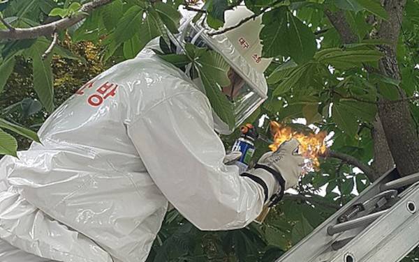 소방대원이 말벌 집을 퇴치하는 장면. 벌쏘임에 의한 ‘벌독 아나필락시스’로 병원 응급실을 방문하는 사례가 7월부터 크게 증가하는 것으로 나타나 각별한 주의가 요구된다. 뉴시스