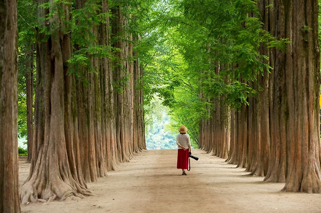 남이섬(2025_2026 한국관광 100선) / 사진=대한민국 구석구석 홈페이지