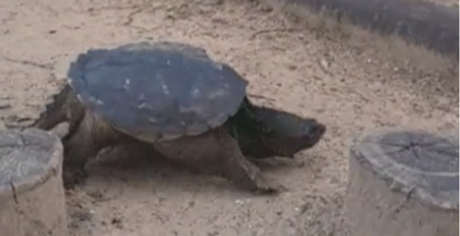 인천 공원에 등장한 늑대 거북. [사진 = 연합뉴스]