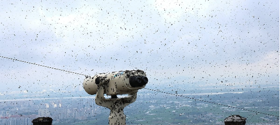6월 30일 인천 계양구 계양산이 러브버그(붉은등우단털파리)들로 뒤덮여있다. (사진=연합뉴스)