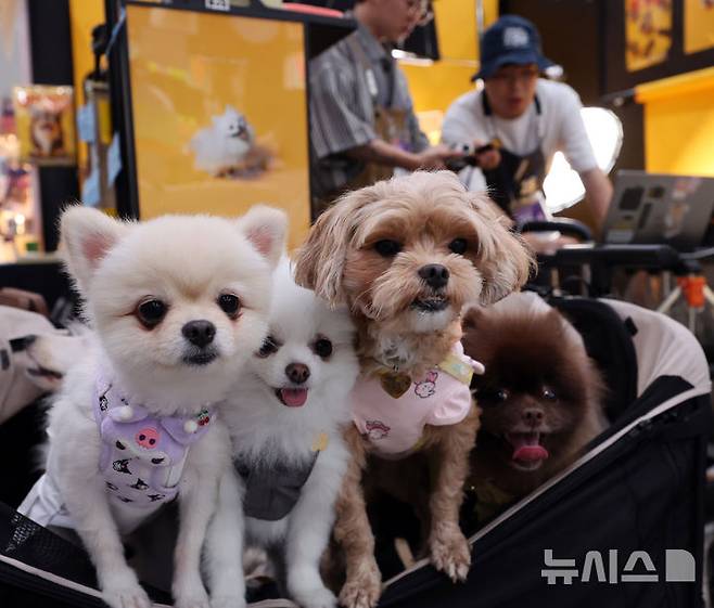 [인천=뉴시스] 전진환 기자 = 사진은 지난달 27일 오후 인천 연수구 송도컨벤시아에서 열린 펫앤모어 인천 반려동물 박람회 사진업체 부스에서 반려견들이 기념사진을 찍기 위해 대기하고 있는 모습. 2025.06.27. amin2@newsis.com