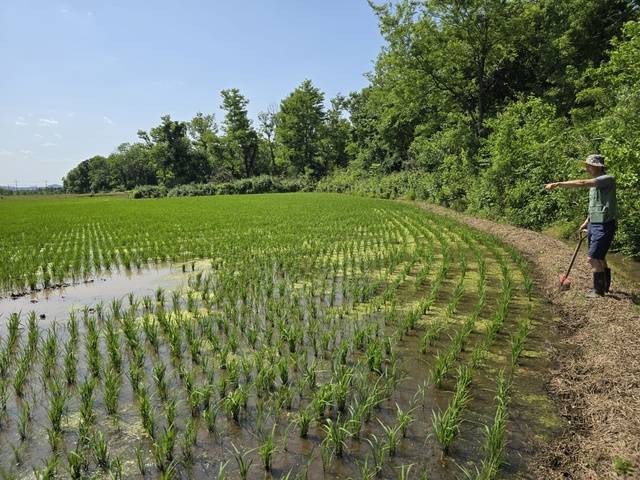 강원 철원의 벼농가 이종섭씨(59)가 멧돼지가 세차례나 훼손한 논을 가리키고 있다. 두번째까지는 보식을 했으나, 세번째 피해를 봤을 때부터는 모 다시 심기를 포기했다.