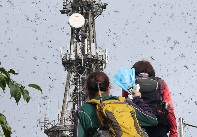지난달 30일 오전 인천 계양구 계양산 정상에서 러브버그(붉은등우단털파리) 무리가 등산로와 등산객들에게 들러붙으며 불쾌감을 주고있다. 뉴시스