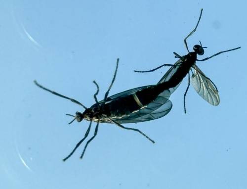 도심에 출몰한 러브버그 - 일명 ‘러브버그’로 알려진 붉은등우단털파리가 수도권 도심 곳곳에서 기승을 부리고 있다. 2024.6.20. 뉴스1