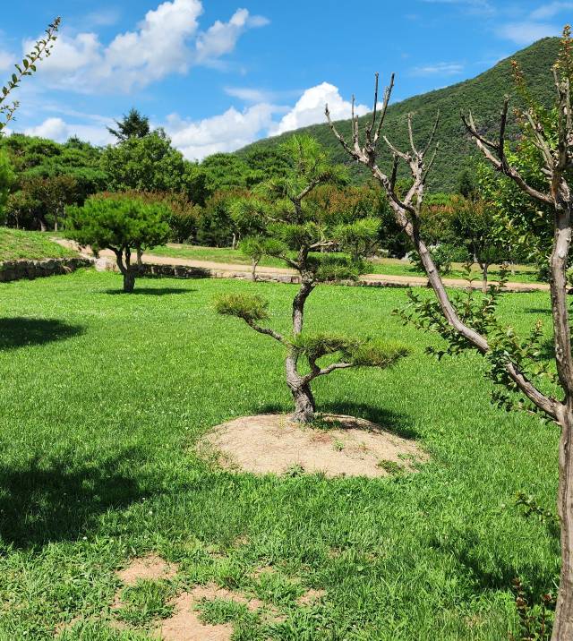 최근 안동 병산서원 내 윤석열 전 대통령이 기념 식수한 나무 앞 비석이 사라졌다. 사진은 비석이 사라진 기념 식수의 현재 모습. 안동시 제공