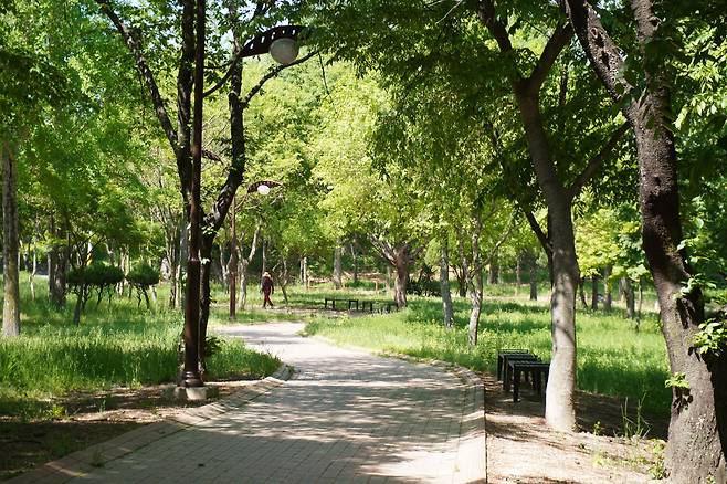 맥문동밭. 산책로 양옆으로 봄이면 소나무숲 사이로 맥문동이 초록색을 틔우고, 여름이면 보랏빛 맥문동꽃 천지가 된다.