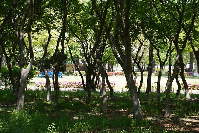 황성공원 내 울창한 나무숲이 문을 열어젖히며 나무들이 한껏 무성해진 채 그늘을 드리운다.